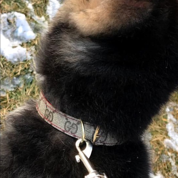 Hats, Shirts, Key Chains, Dog/Cat Collar & Leash - Picture 13 of 15